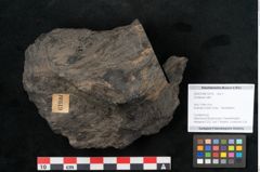 Foto (Objekt + Etikett) von Coniferae indet.  (NHMW-GEO-2024-0188-10319)